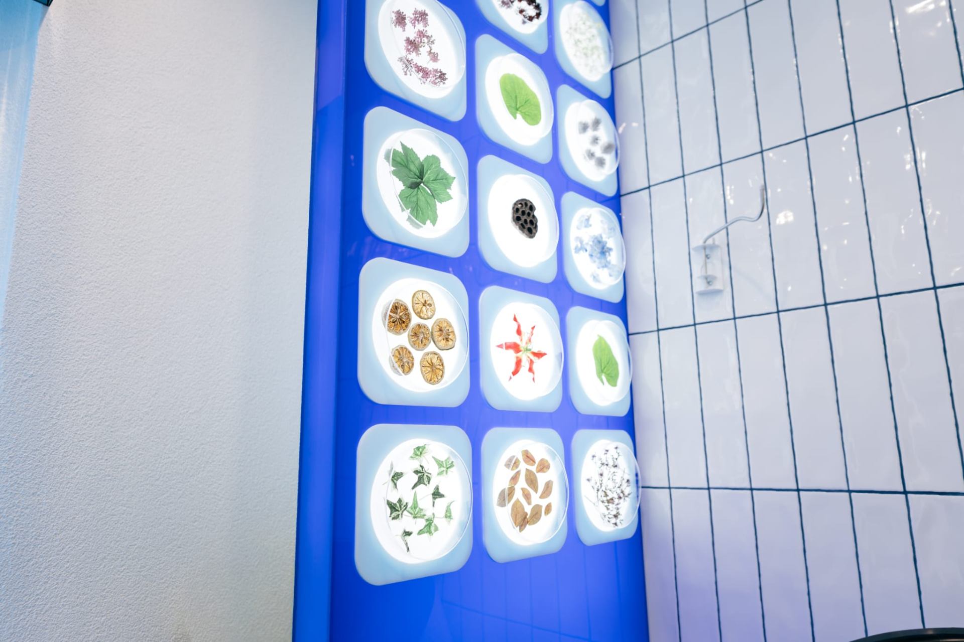 Backlit botanical specimen wall inside the Dripology clinic